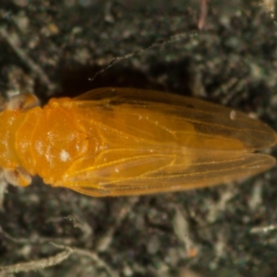 Ctenarytaina sp.