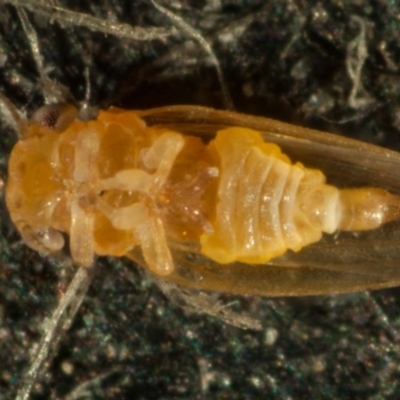 Ctenarytaina sp.