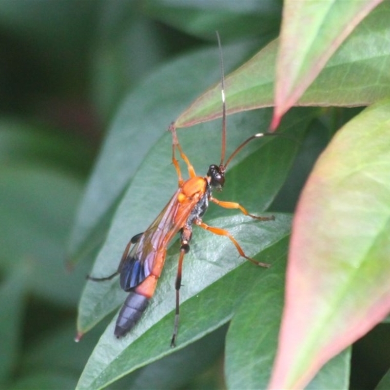 Ctenochares bicolorus