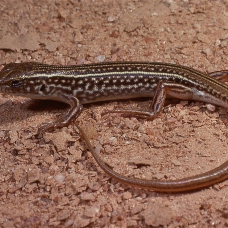 Ctenotus orientalis