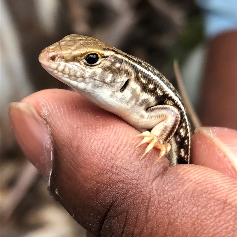 Ctenotus orientalis