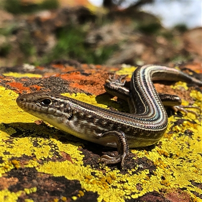 Ctenotus robustus