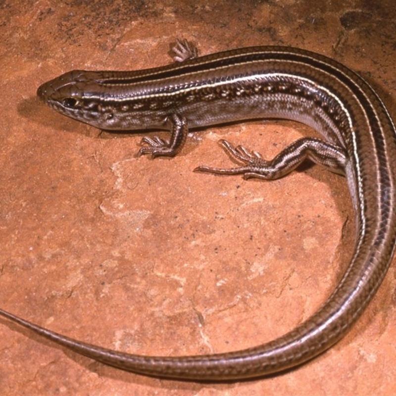 Ctenotus robustus