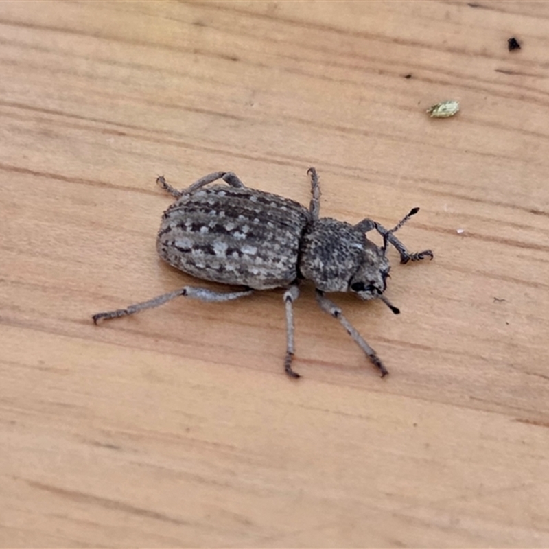 Cubicorhynchus maculatus