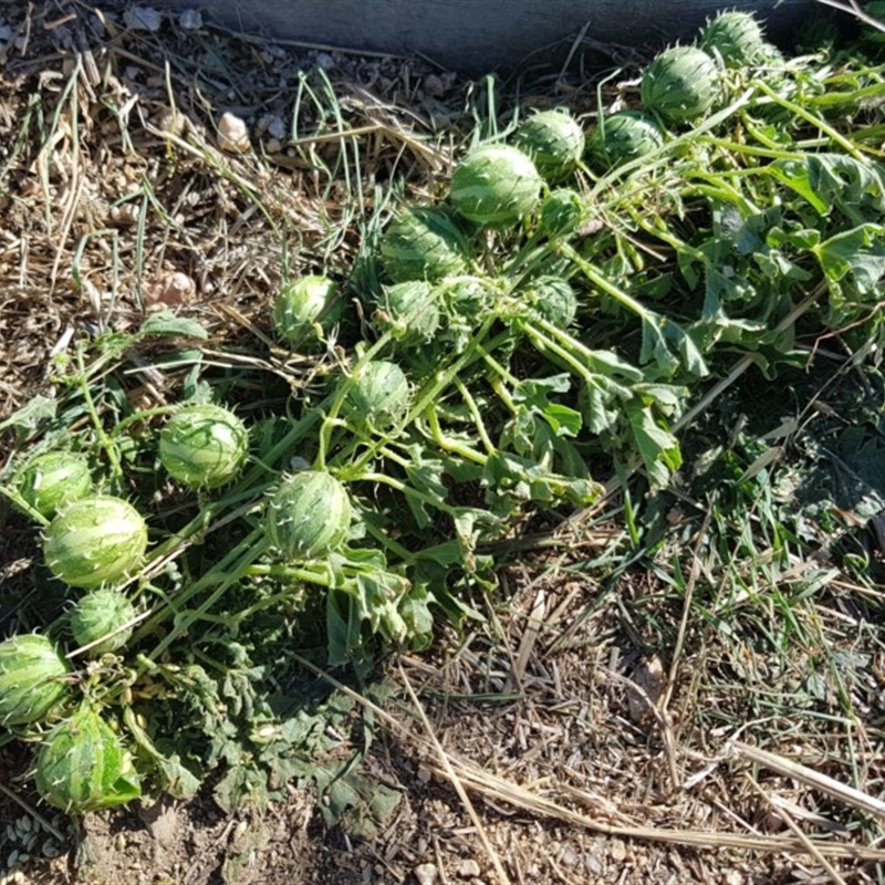 Cucumis myriocarpus