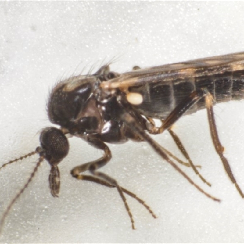 Culicoides bancrofti