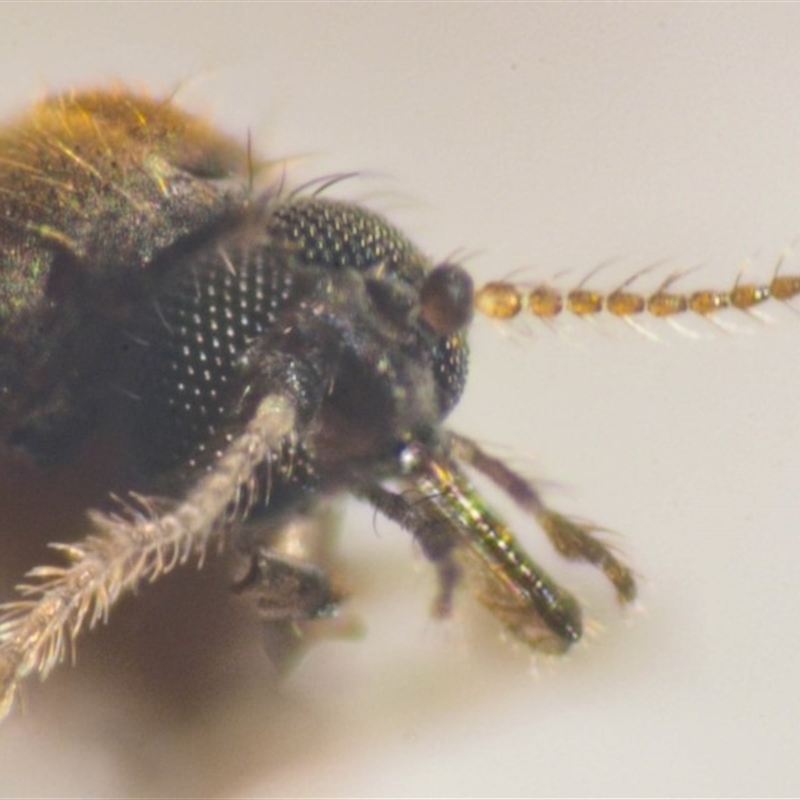 Culicoides bancrofti