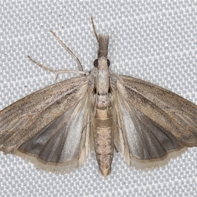 View of the grey hindwing with a whitish inner margin.