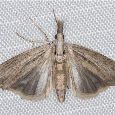 Culladia cuneiferellus