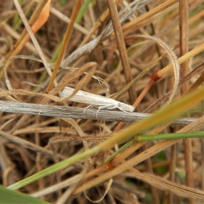 View of the grey hindwing with a whitish inner margin.