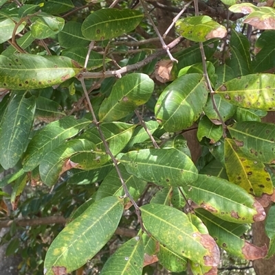 Cupaniopsis anacardioides