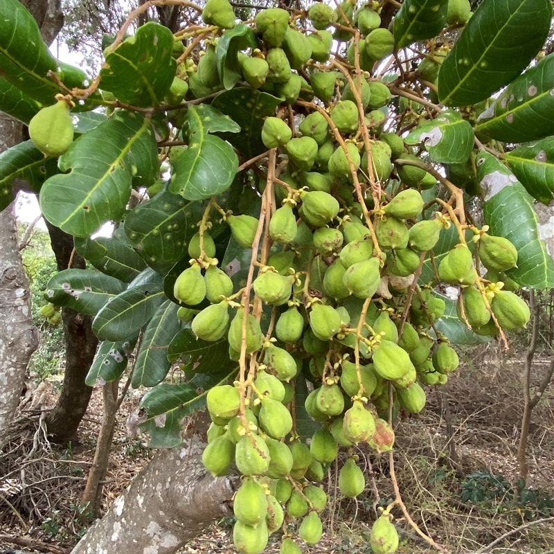 Cupaniopsis anacardioides