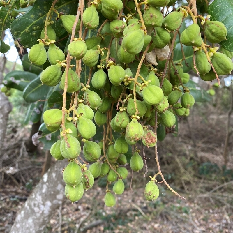 Cupaniopsis anacardioides