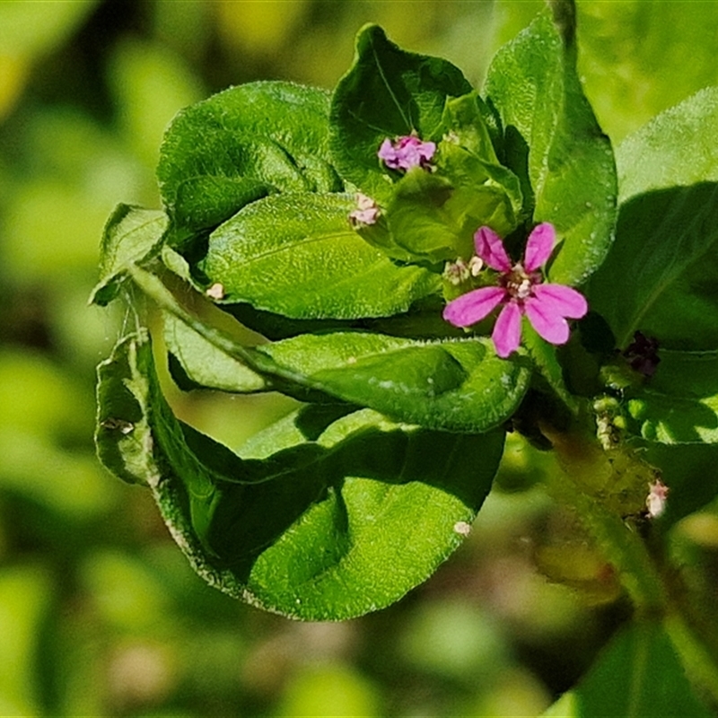 Cuphea carthagenensis