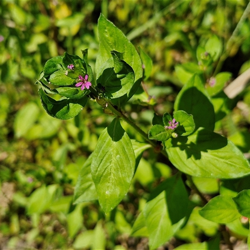 Cuphea carthagenensis