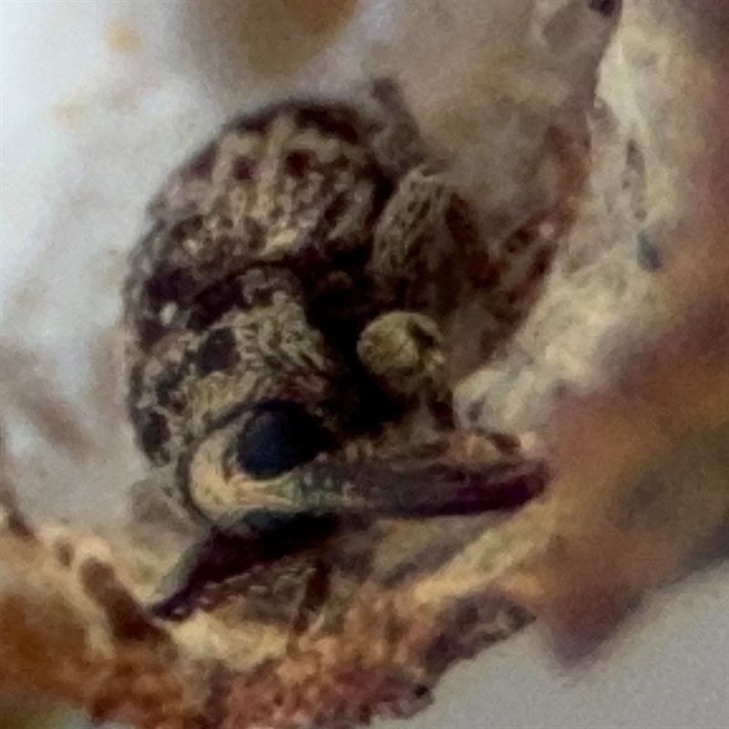 Curculionidae (family)