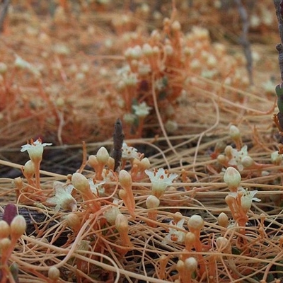 Cuscuta tasmanica