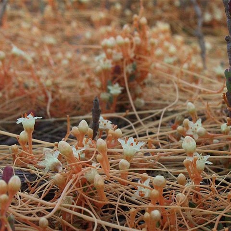 Cuscuta tasmanica