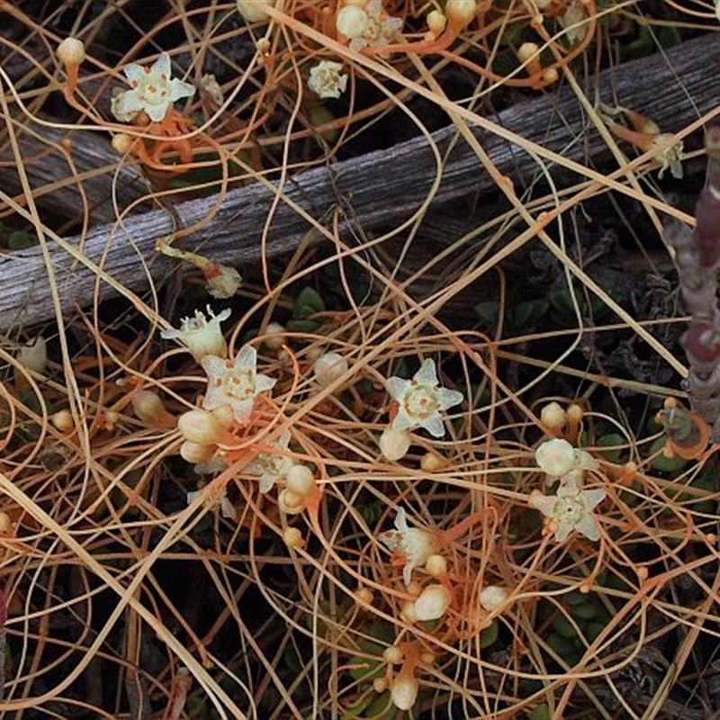 Cuscuta tasmanica