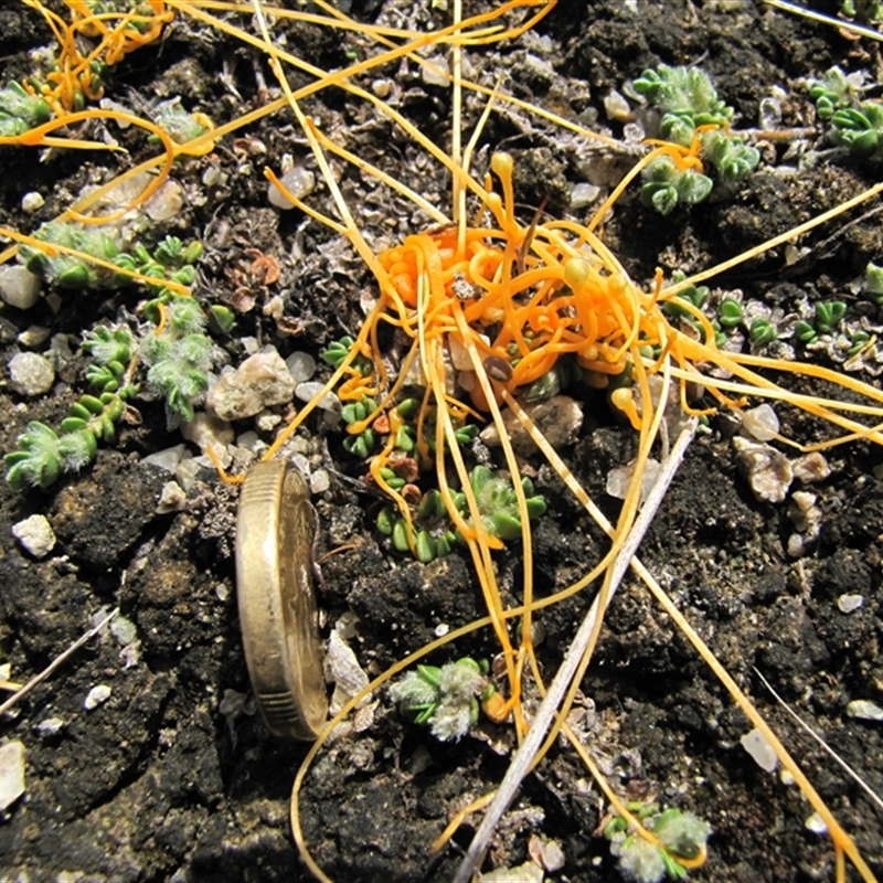 Cuscuta tasmanica