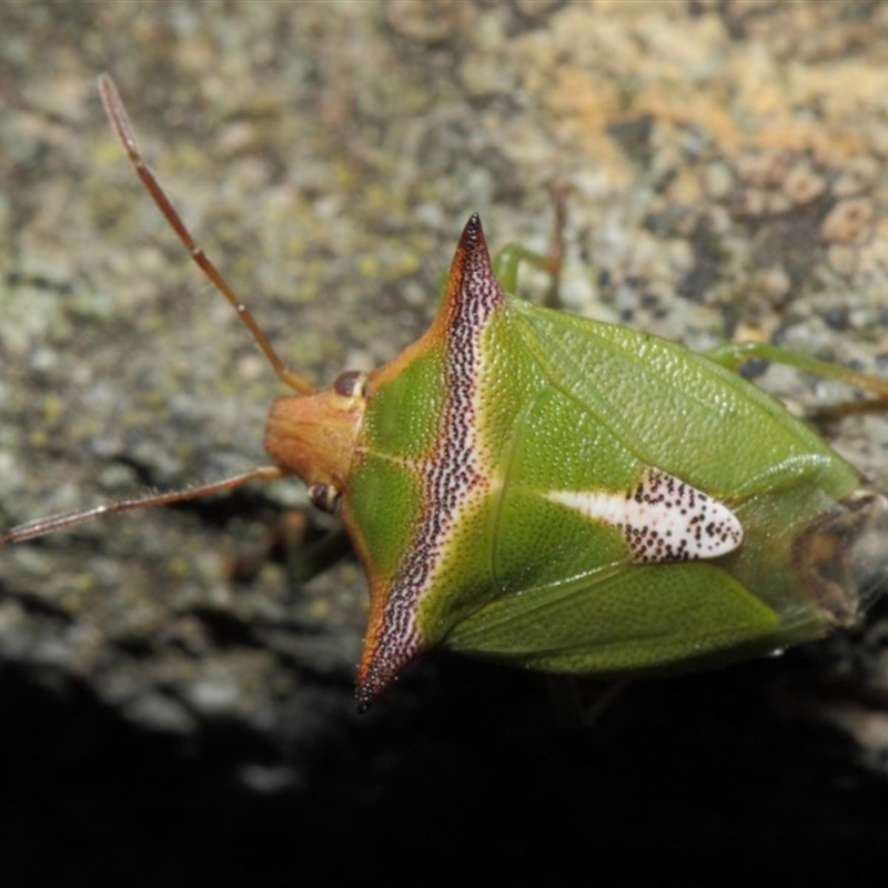 Cuspicona sp. (genus)