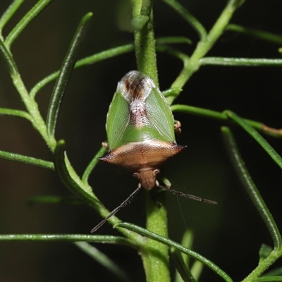 Cuspicona sp. (genus)