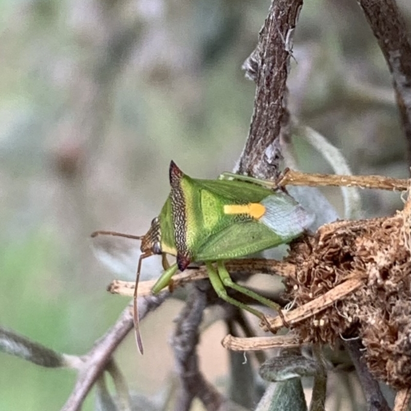 Cuspicona thoracica