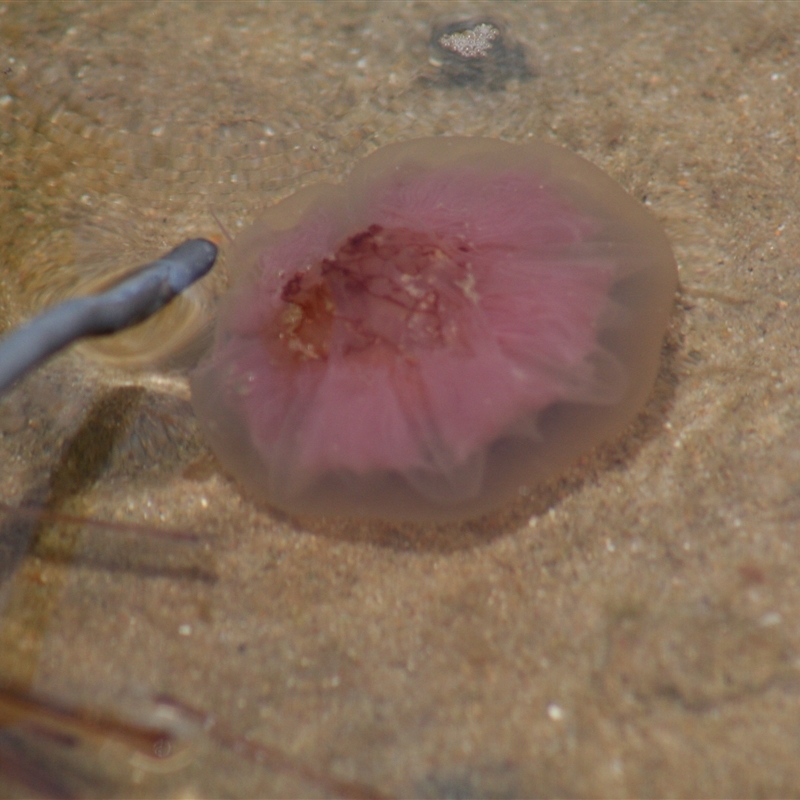 Cyanea capillata