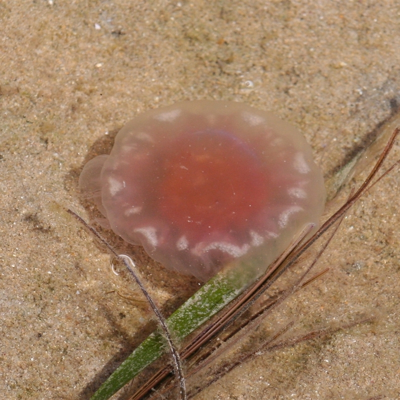 Cyanea capillata