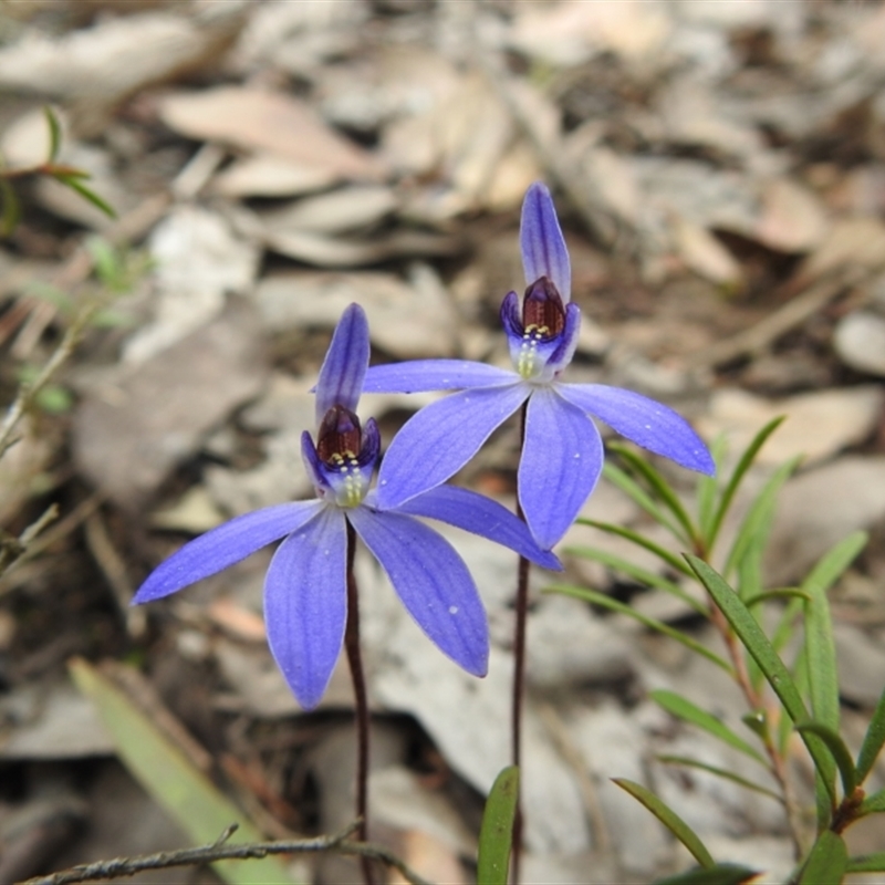 Cyanicula caerulea