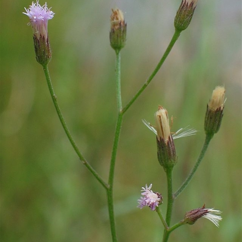 Cyanthillium cinereum