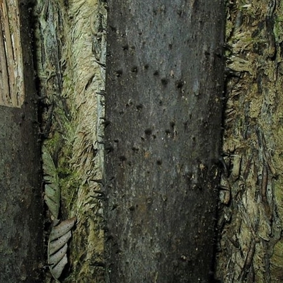 Cyathea leichhardtiana