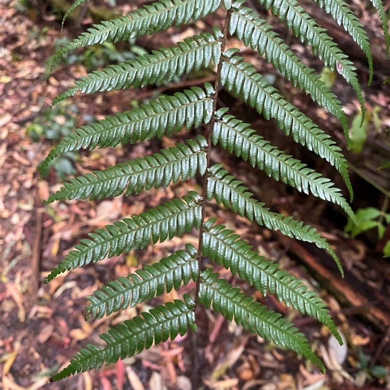 Cyathea leichhardtiana