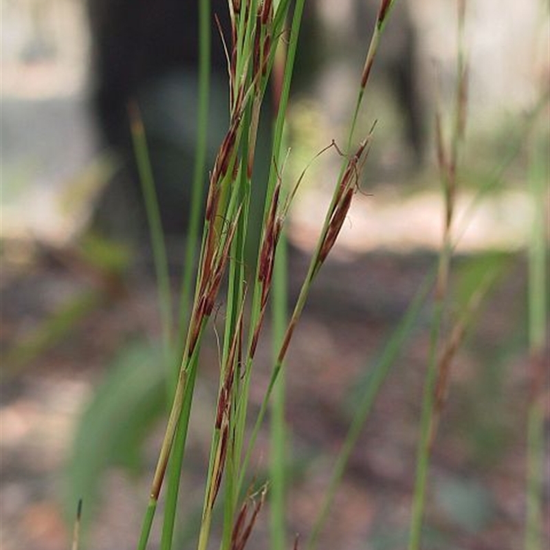 Cyathochaeta diandra