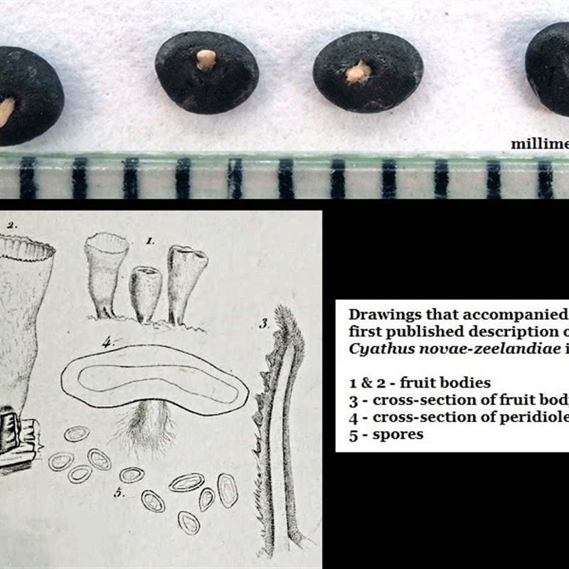 Cyathus novae-zeelandiae