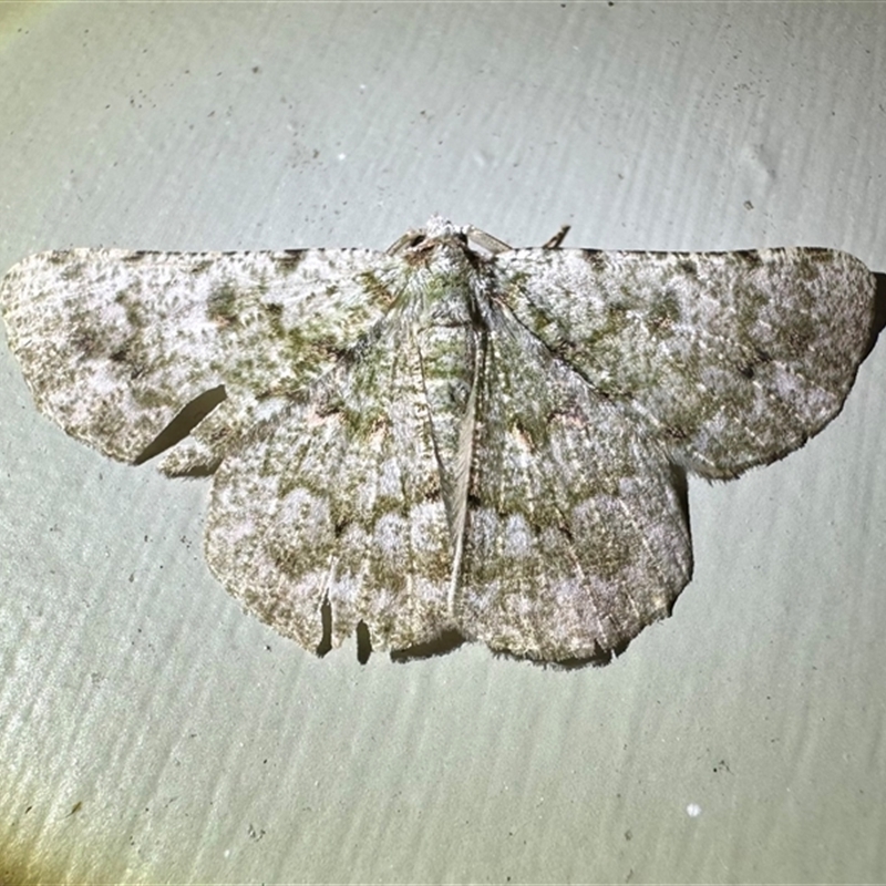 Aeolochroma viridicata