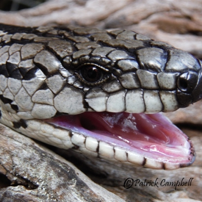 Cyclodomorphus gerrardii