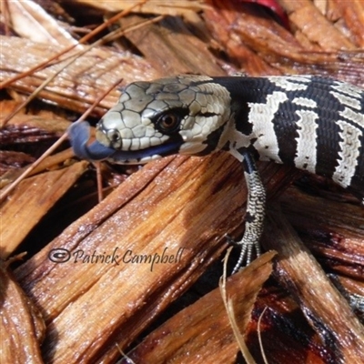 juveniles have a blue tongue