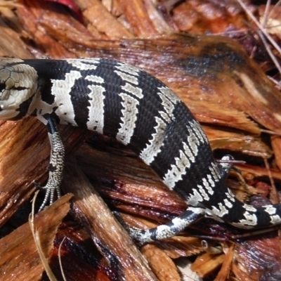 Cyclodomorphus gerrardii