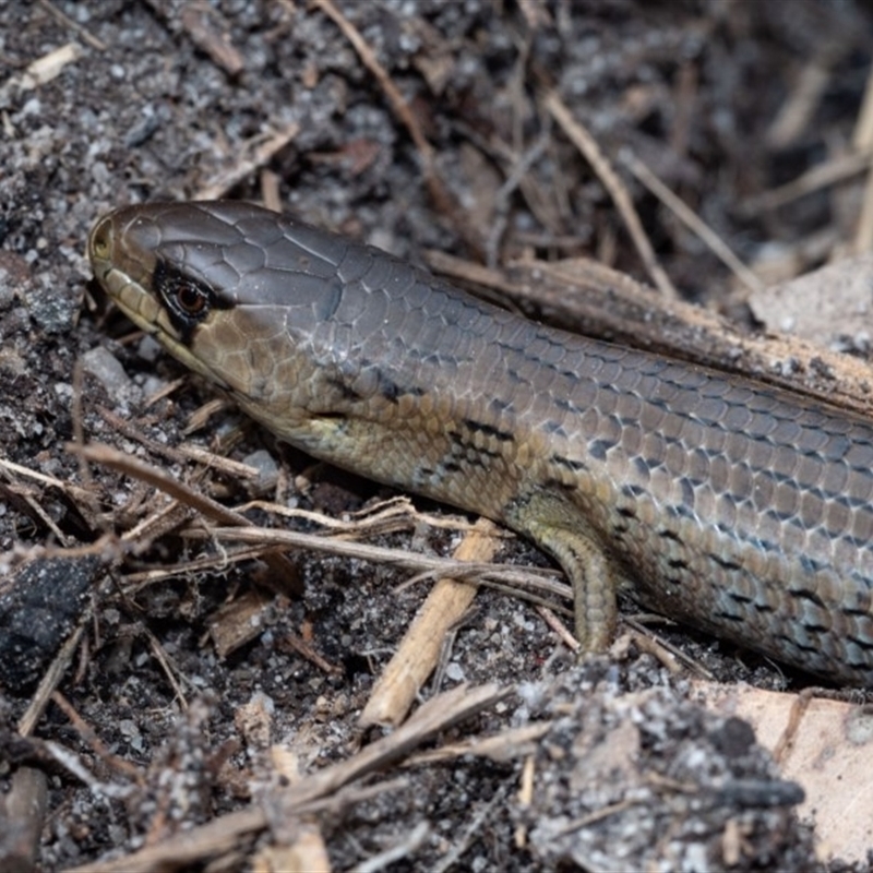 Cyclodomorphus michaeli