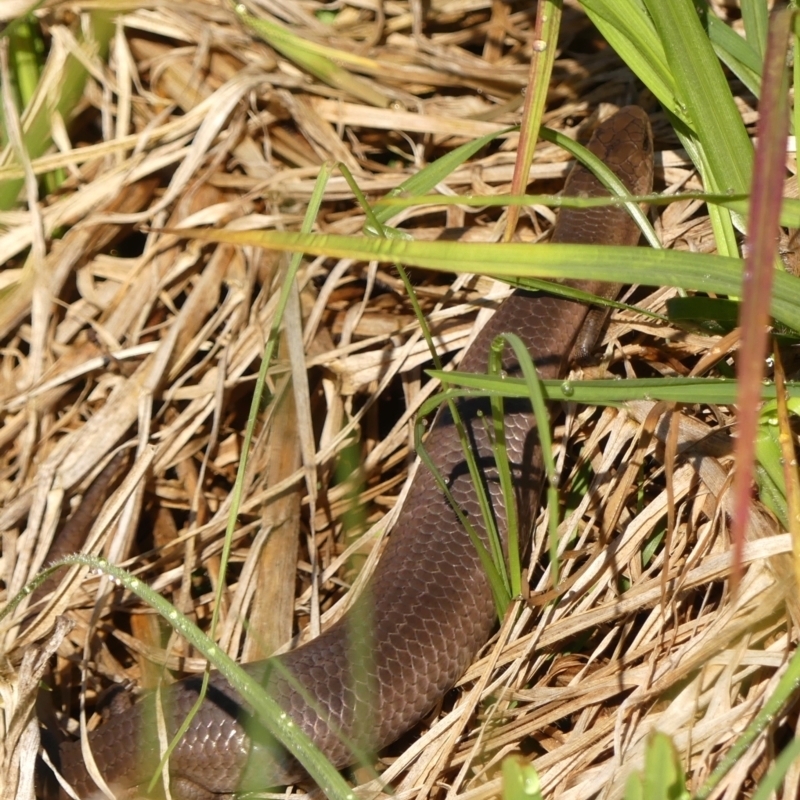 Cyclodomorphus michaeli