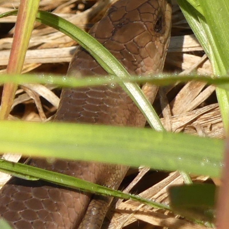 Cyclodomorphus michaeli