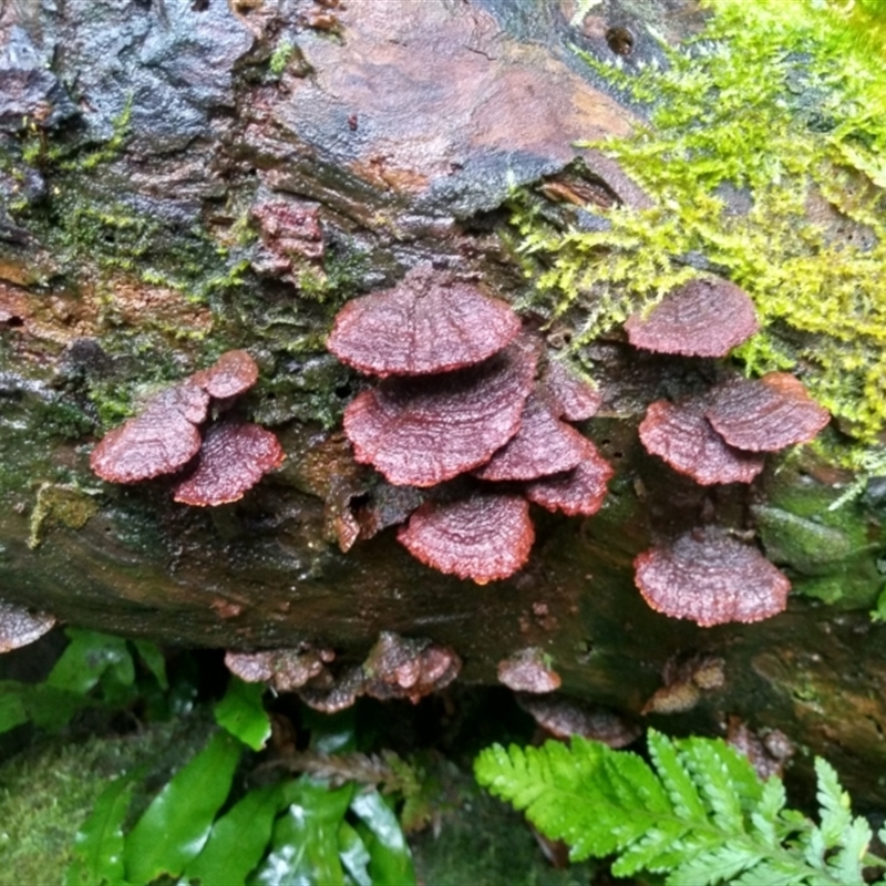 Cyclomyces setiporus