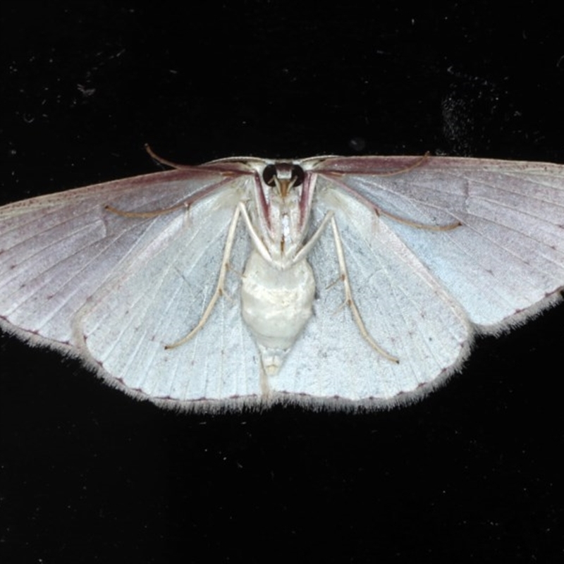 Cyclophora obstataria