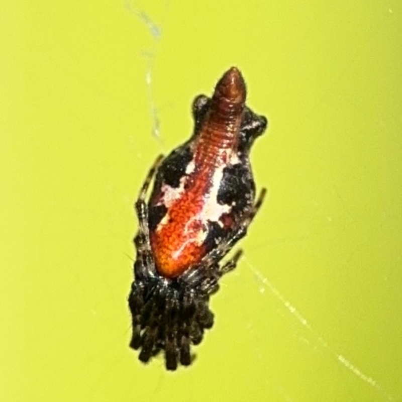 Cyclosa insulana