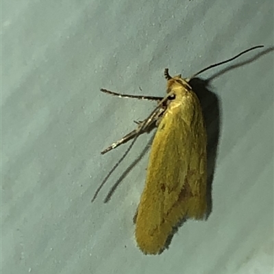 Aeolothapsa malacella