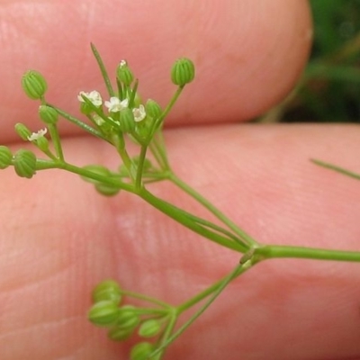 Cyclospermum leptophyllum