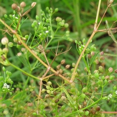 Cyclospermum leptophyllum