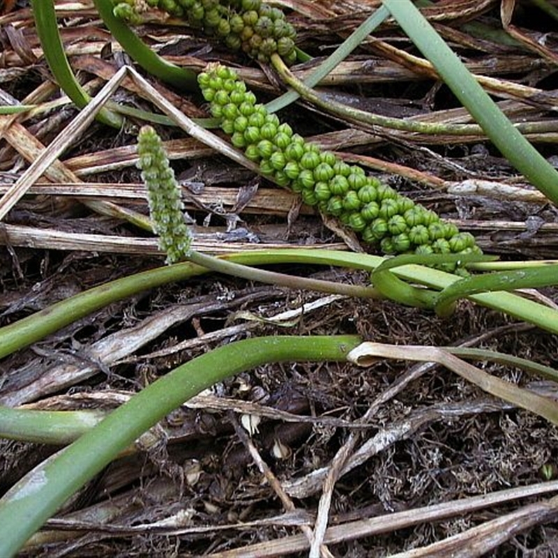 Cycnogeton microtuberosum