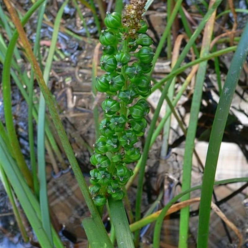 Cycnogeton microtuberosum